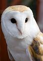 Barn Owl (Close)